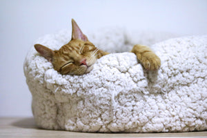 Kitty Sleeping Bed